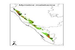 Myristica malabarica